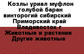 Козлы уриал,муфлон,голубой баран,винторогий,сибирский. - Приморский край, Владивосток г. Животные и растения » Другие животные   